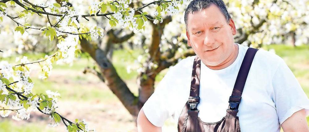 Ganz in weiß. Auch zum Baumblütenfest sollen noch Kirschen auf der Derwitzer Plantage blühen, sagt Stephan Hübner.