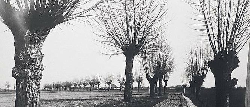 Angelegt als Allee. 1914 säumten den Osdorfer Weg beidseits hohe Bäume.