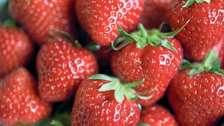 Bald geht’s los. Bislang stammen die angebotenen deutschen Erdbeeren noch aus dem Folienanbau. In Potsdam-Mittelmark wird die Ernte von Früchten, die unter dem freien Himmel gewachsen sind, wohl erst in rund zwei Wochen beginnen.