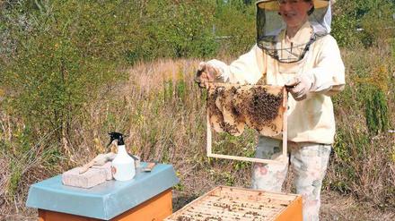 Gut geschützt. Sigrid Karrasch geht nur mit Schutzkleidung an ihre Bienenkästen, die von S- und Regionalbahngleisen eingekeilt sind. Hinter den Bäumen ist bereits die Stromschiene der S-Bahn zu sehen. 