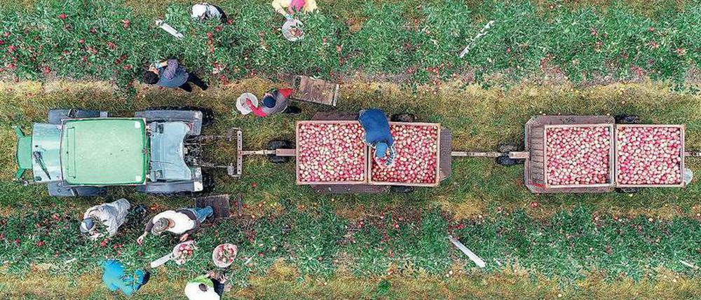 Fleißig am Pflücken. In Brandenburg sollen dieses Jahr voraussichtlich 30 100 Tonnen Äpfel von den Bäumen gepflückt werden.
