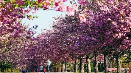 Kirschblüten-Hanami. Ende April bis Anfang Mai verwandelt sich die Kirschbaumallee entlang des ehemaligen Grenzstreifens zwischen Teltow und Berlin-Lichterfelde in ein Blütenmeer. Seit einigen Jahren feiert die Stadt während dieser Zeit ein Japanisches Kirschblütenfest, das auch Cosplayer anlockt.