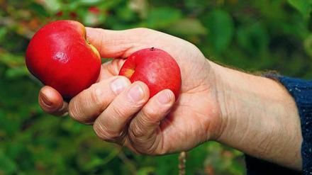 Seltene Exemplare. Bei den Bauern werden nur zwischen zehn und 40 Prozent der normalen Menge Äpfel geerntet.  Teurer werden die Äpfel am Hof und im Laden wohl nicht.