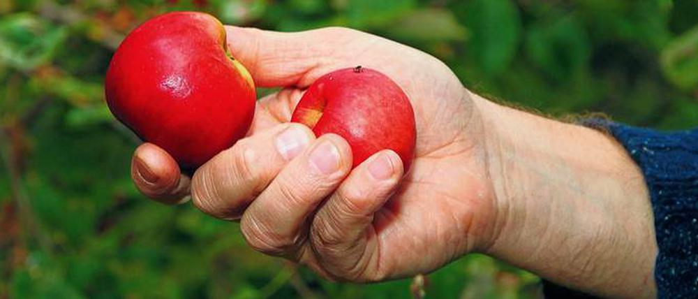 Seltene Exemplare. Bei den Bauern werden nur zwischen zehn und 40 Prozent der normalen Menge Äpfel geerntet.  Teurer werden die Äpfel am Hof und im Laden wohl nicht.