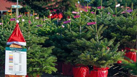 Die Bäume auf dem Tannenhof Werder werden ihr ganzes Leben lang darauf vorbereitet, im weihnachtlichen Wohnzimmer eine gute Figur zu machen. 