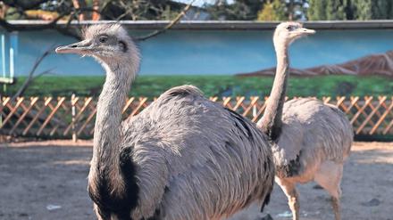 Den Teltower Vogelpark und Streichelzoo gibt es seit fast 30 Jahren, er ist der einzige seiner Art in der Region. 