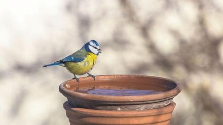 Bei der „Stunde der Gartenfreunde“ sollen Vögel gezählt werden. 