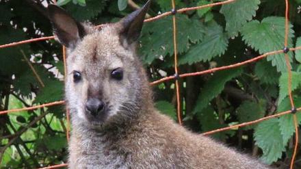 Das aus einem kleinen Derwitzer Privatzoo entflohene Känguruweibchen „Zippe“ ist nach sechs Wochen Flucht tot aufgefunden worden.