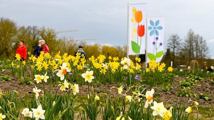 Erste Besucher spazieren zwischen Frühlingsblumen auf dem Gelände der Landesgartenschau.