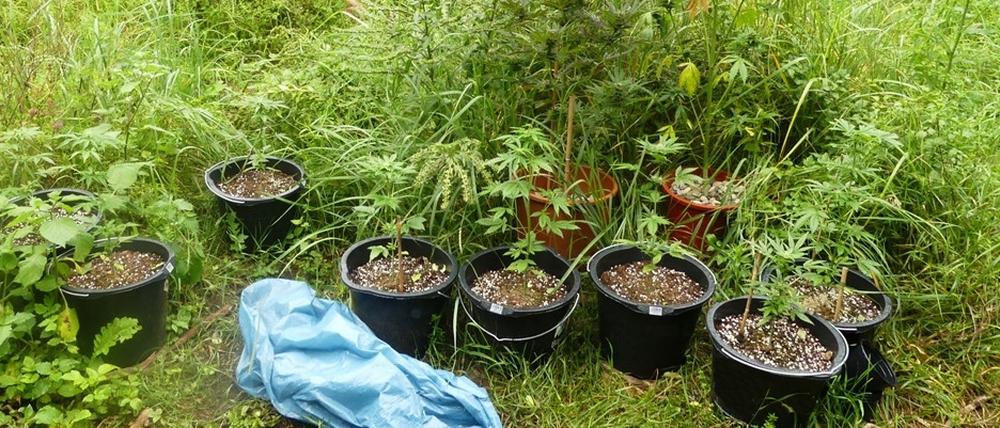 Durch Zufall sind Polizisten auf die kleine Aufzuchtsstation für Cannabis-Pflanzen im Wald gestoßen.