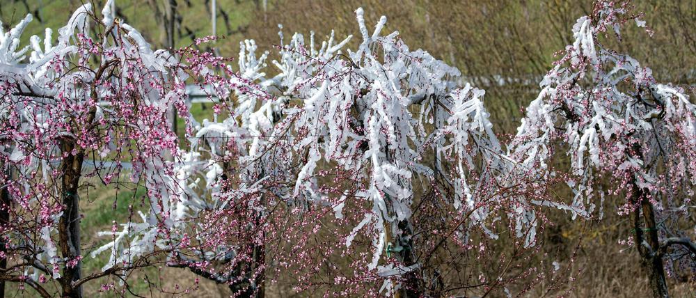 Frostberegnung als Schutz der Blüten funktioniert nur, wenn die Bäume an Spalieren gehalten werden. 