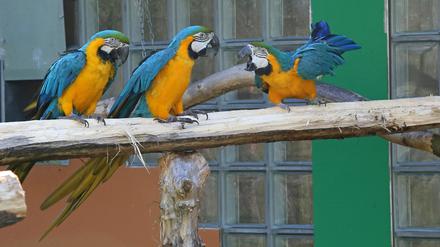 Auf der "Pappagalli"-Station in Kloster Lehnin leben derzeit etwa 70 Papageien. Darunter viele Gelbbrust-Aras.