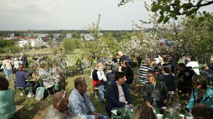 Wie soll die Baumblüte künftig gefeiert werden? Darum entbrennt jetzt eine Diskussion in Werder. 