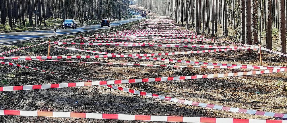 Die auffälligen Absperrbänder auf der Baustelle für den geplanten Radweg zwischen Klaistow und Glindow sollen Vögel fernhalten.