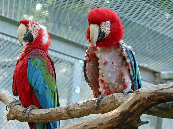 Aus Frust haben sich die Papageien die Feder herausgerissen, ein deutliches Zeichen von schlechten Haltungsbedingungen.