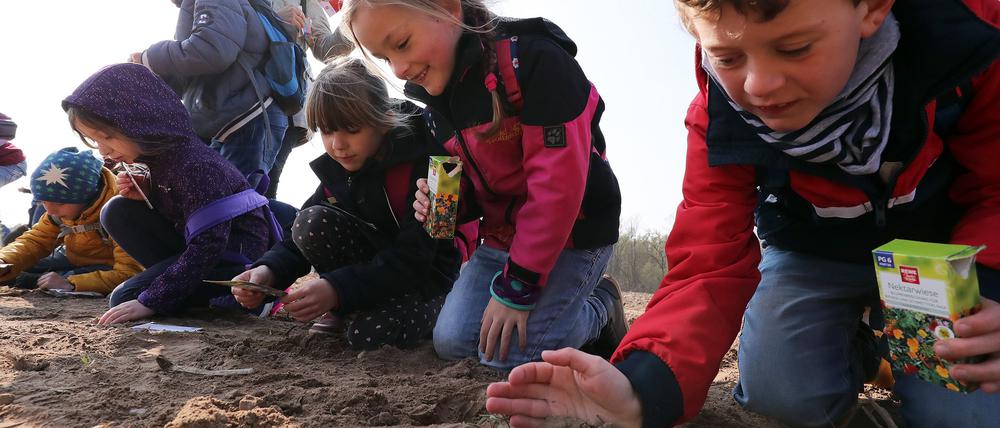 Naturschutzprojekt. Kinder der Inselschule betreuen die Blühfläche.