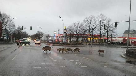 In Teltow rannten Wildschweine am Mittwochmorgen über die zentrale Kreuzung Warthestrasse/PotsdamerStrasse/Iserstraßsse.