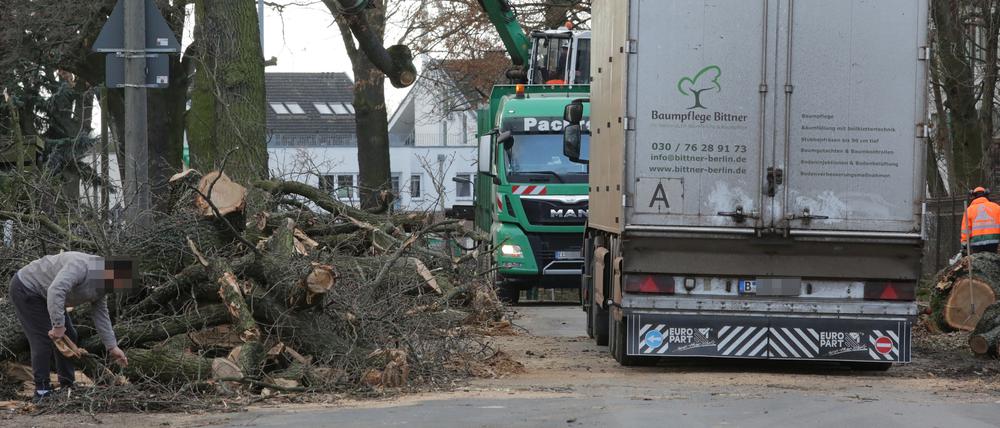 Die Baumfälllungen an der Ruhlsdorfer Straße sind vorerst gestoppt.