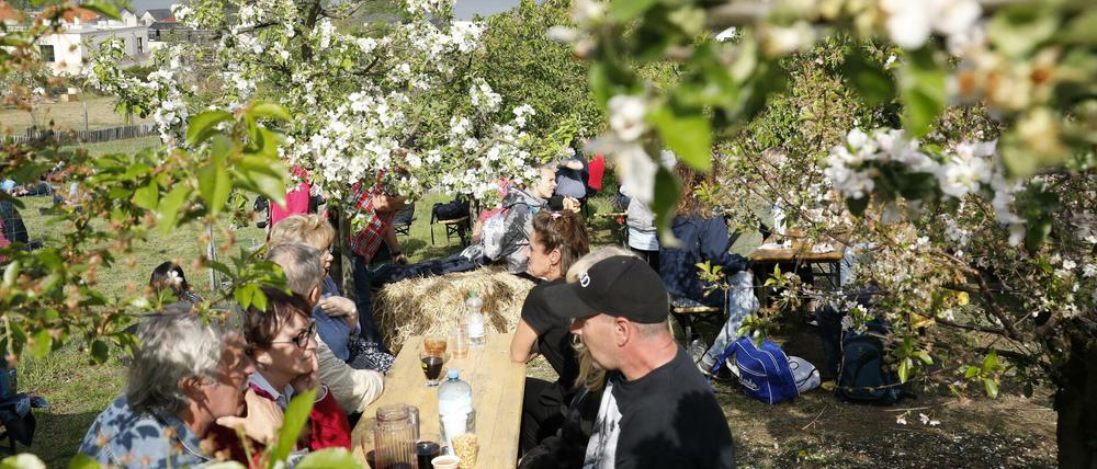 Voraussichtlich ab 2021 wird eine Tochtergesellschaft der Stadt das Baumblütenfest in Werder durchführen. 