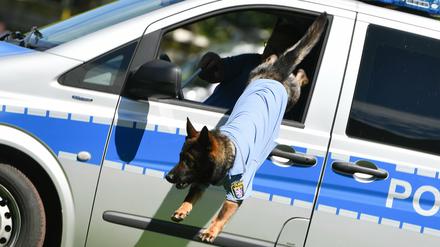 Ein Polizeihund in Aktion (Symbolbild)