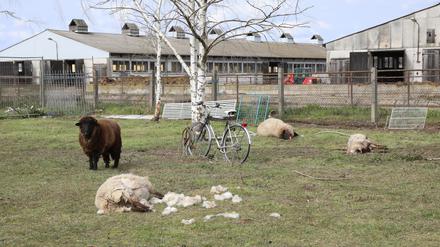 Schafsriss Buchholz. Auf einem Grundstück im Beelitzer Ortsteil Buchholz wurden vermutlich von Wölfen in der Nacht sechs Mutterschafe gerissen und zwei Lämmer schwer verletzt.