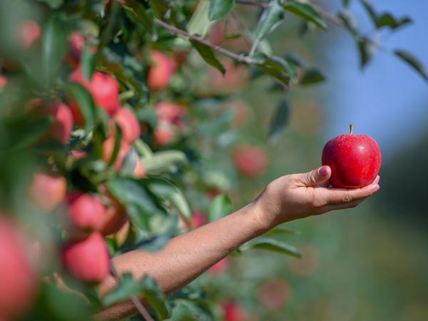 Prall gefüllte Bäume. Brandenburgs Apfelanbauer erwarten im Vergleich zum verlustreichen vergangenen Jahr eine sehr gute Ernte. 