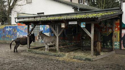 Es geht vorerst weiter: Zwei Esel im Streichelzoo und Vogelpark Teltow