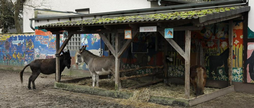 Es geht vorerst weiter: Zwei Esel im Streichelzoo und Vogelpark Teltow