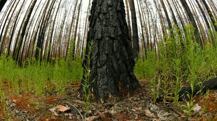Erste Pflanzen wachsen wieder im Wald bei Treuenbrietzen, wo 2018 alles niederbrannte.