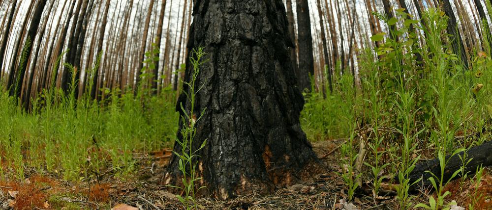 Erste Pflanzen wachsen wieder im Wald bei Treuenbrietzen, wo 2018 alles niederbrannte.