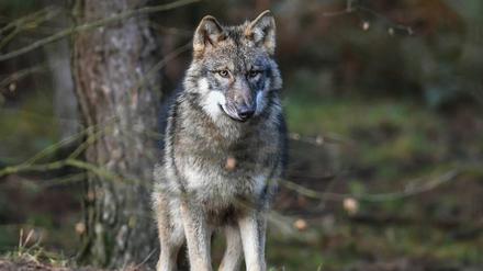 Im vergangene Jahr sind vier Wölfe in Brandenburg geschossen worden.