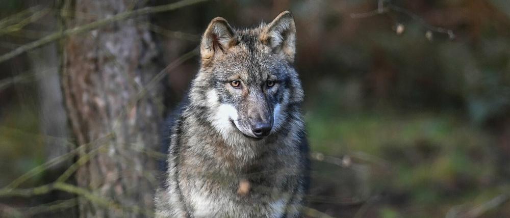 Im vergangene Jahr sind vier Wölfe in Brandenburg geschossen worden.
