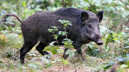 Vor kurzem hieß es erst: Wildschweine haben in Stahnsdorf die Macht übernommen.