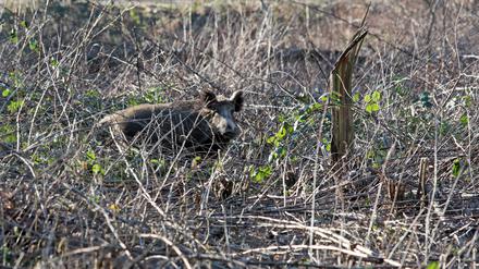 Wildschweine richten in Stahnsdorf und Umgebung immer wieder Schäden an.