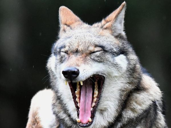 Konflikte zwischen Wölfen und Jagdhunden seien normal, die Jäger würden das Risiko kenne, sagt der Wolfsexperte. 