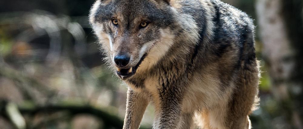 Ein Wolf im Wildpark Schorfheide in Brandenburg.