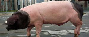 Tierischer Protest: Ein Bauer hat in der Vorwoche seine Landschweine ins Berliner Regierungsviertel getrieben.