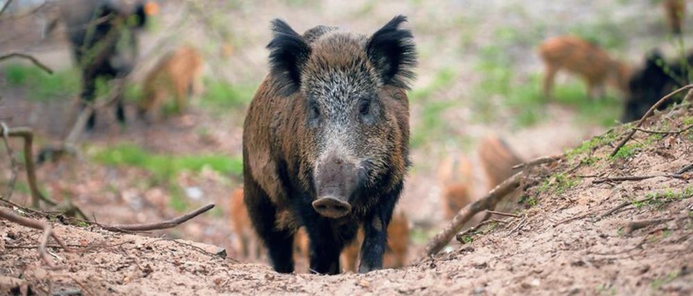 Gefährdet und gefährlich.  Mehr als 3000 Wildschweine verendeten in Brandenburg schon an der Afrikanischen Schweinepest. Das Virus kann auch auf Schlachtschweine übertragen werden.
