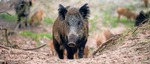 Gefährdet und gefährlich.  Mehr als 3000 Wildschweine verendeten in Brandenburg schon an der Afrikanischen Schweinepest. Das Virus kann auch auf Schlachtschweine übertragen werden.
