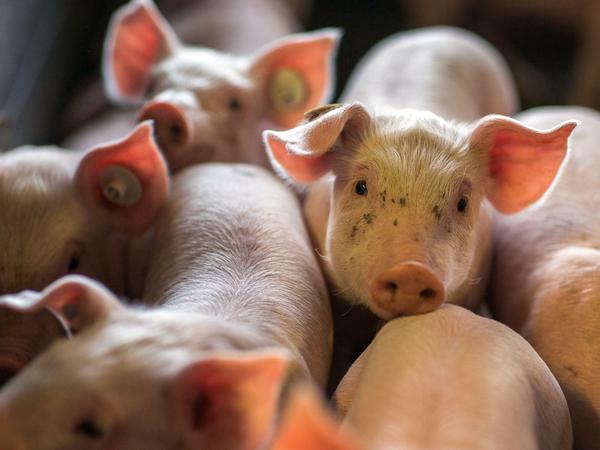 Mehr Platz und Beschäftigung sollen Schweine im Stall bekommen, schlägt die Borchert-Kommission vor. 