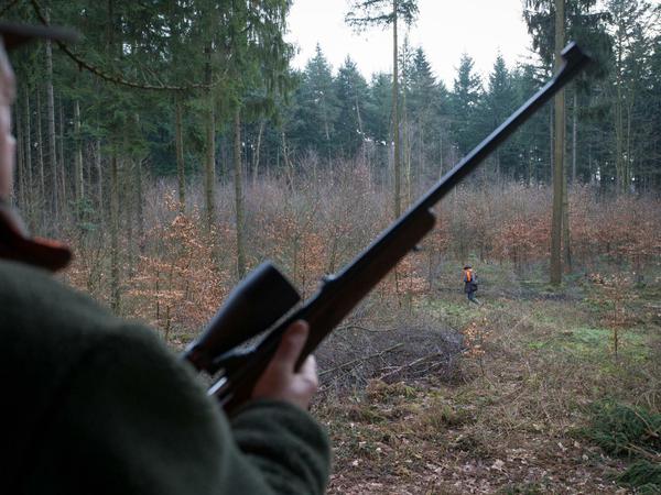 Aufgabe für Jäger: Die Jagd auf Wildschweine soll intensiviert werden. 