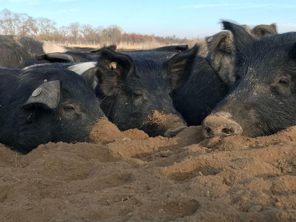 Wühlen, spielen, fressen, schlafen: Die Schweine von Bauer Staar leben das ganze Jahr im Freien, einen Stall haben sie nicht.