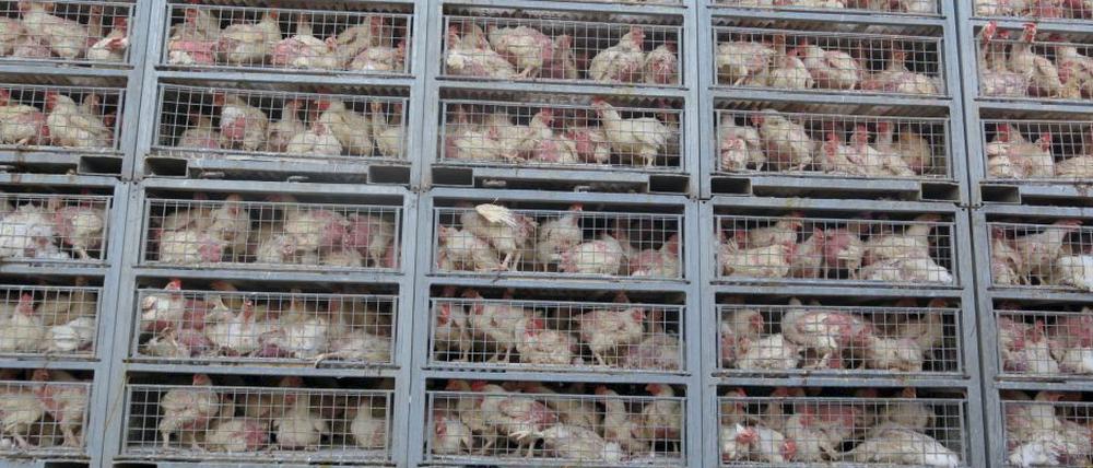 Ein Transporter mit 4500 Hühnern auf dem Weg zur Schlachtung nach Polen im Juli 2019. Dabei starben 500 Tiere.