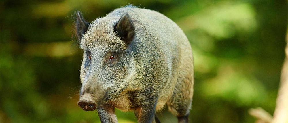 Überträger? Wildschweine in Brandenburg sind mit der Afrikanischen Schweinepest infiziert. 