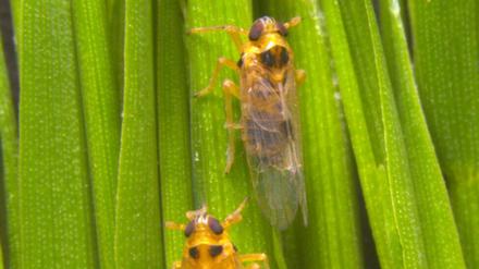 Ein Virus, das Reispflanzen infiziert, verlängert die Flügel von männlichen Zikaden (Laodelphax striatellus) – wie bei dem oberen Tier.