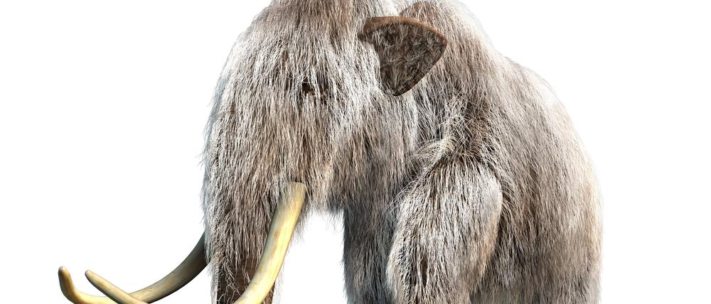 Mammuts sind ausgestorben, könnten aber womöglich wiederbelebt werden - mit Hilfe von Gentechnik. 