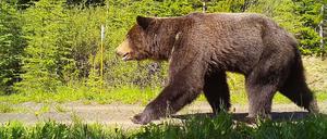 Ein Grizzlybär soll ein Paar in Kanada umgebracht haben. 