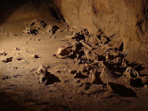 Höhlenbären starben oft während des Winterschlafs. In den Schlafhöhlen finden Forscher deshalb mitunter die Knochen Hunderter Tiere.