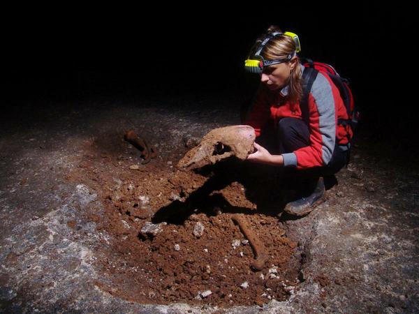 Eine Forscherin untersucht den Schädel eines Höhlenbären. Die Tiere waren riesig, viel größer als heutige Braunbären.