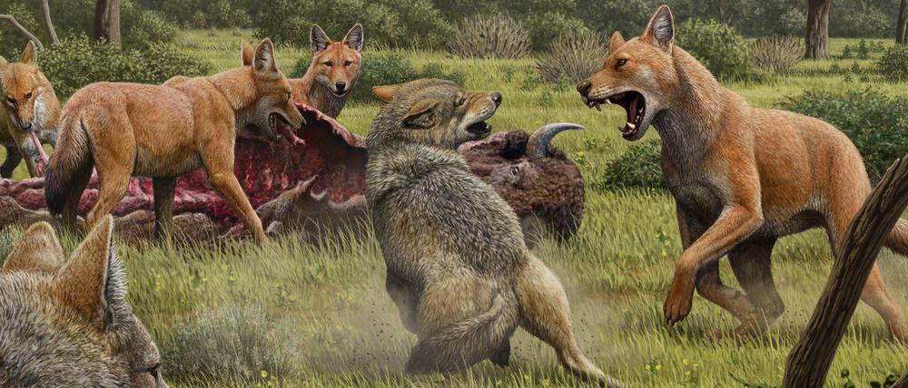 Die mit rotem Fell gezeigten „Schrecklichen Wölfe“ stritten wohl vor mehr als 13.000 Jahren mit den noch heute lebenden grauen Wölfen, bei der Partnerwahl kamen diese anscheinend auch nicht in Frage.